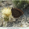 satyrus amasinus altyagach male1